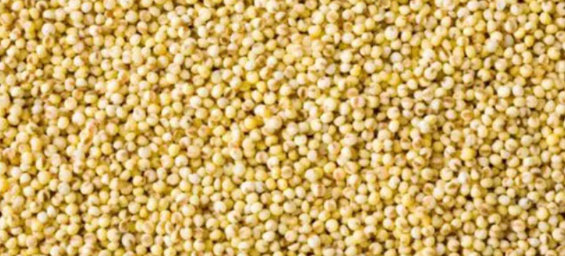Why You Should Add Millet to Your Diet